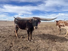 MTR Blizzard Two Step