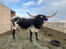 Bourbon's Dark Honey